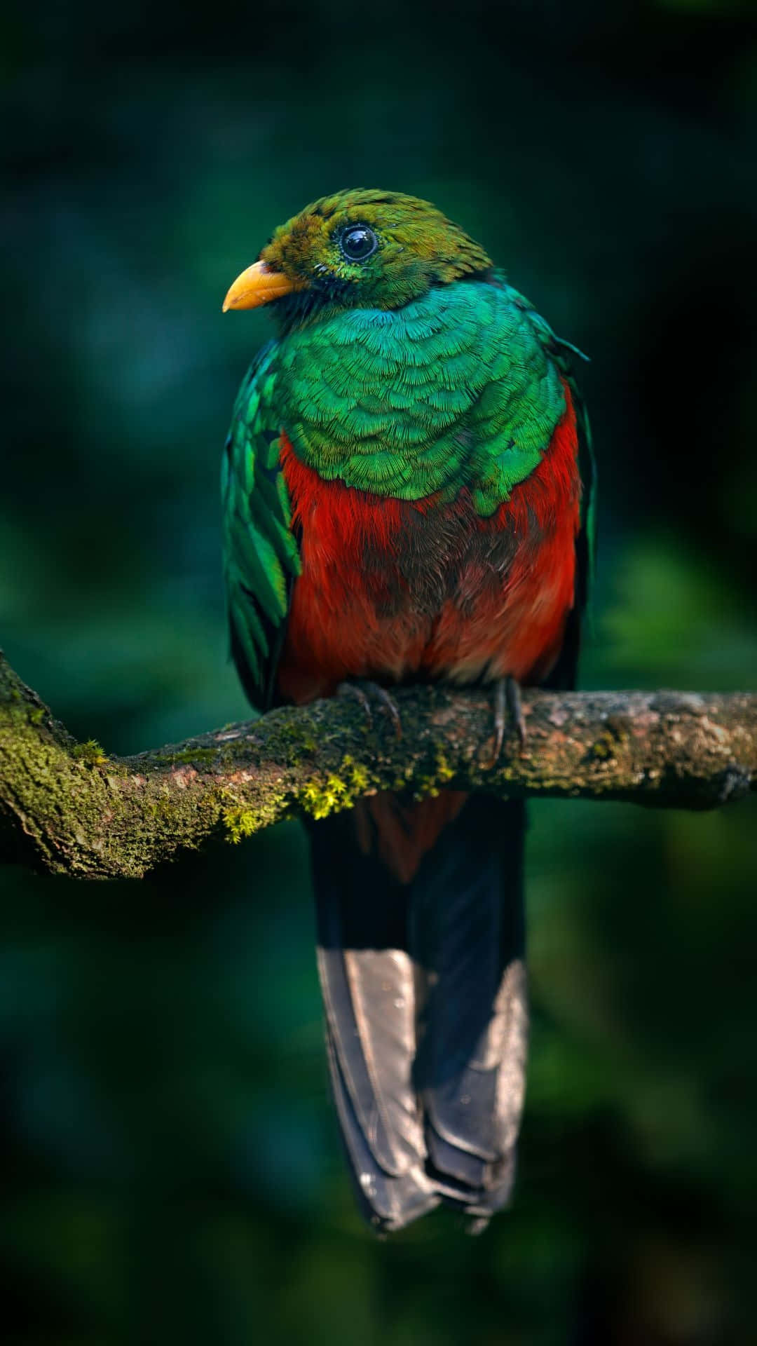 quetzal, emerald green plumage, fiery red plumage, Full HD Phone Wallpaper