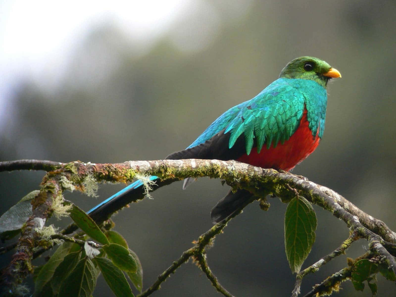 quetzal, emerald green plumage, fiery red plumage, HD Desktop Wallpaper