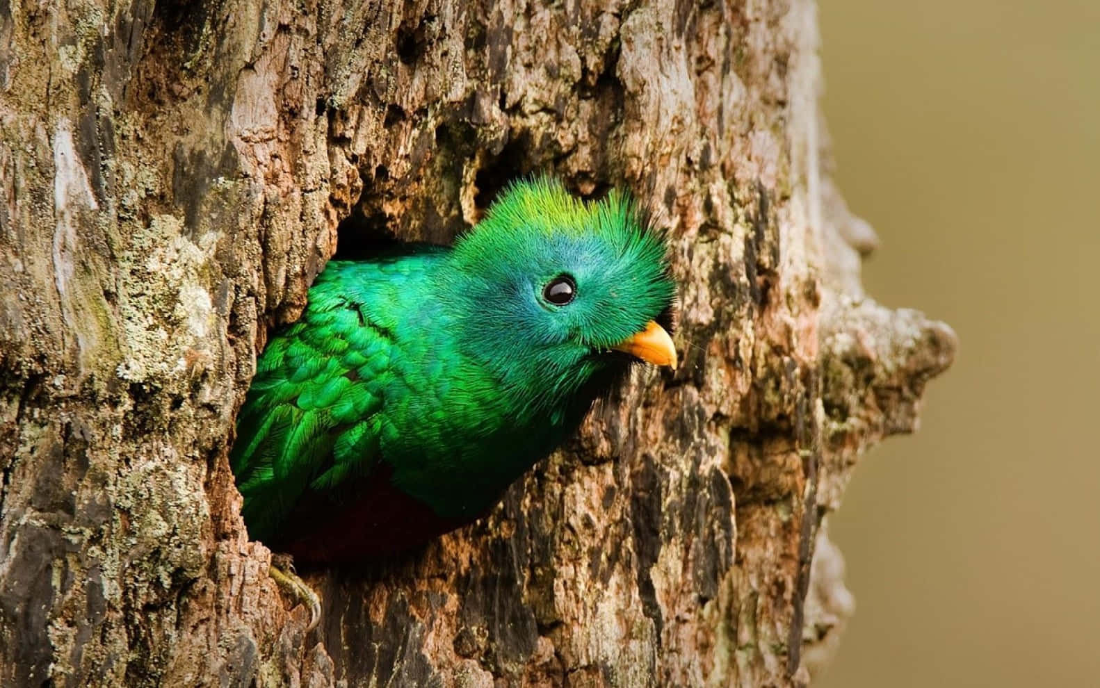 quetzal, vibrant green, tree hollow, HD Desktop Wallpaper