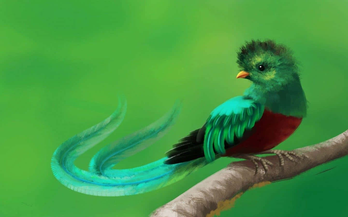 quetzal, turquoise tail, red chest, HD Desktop Wallpaper
