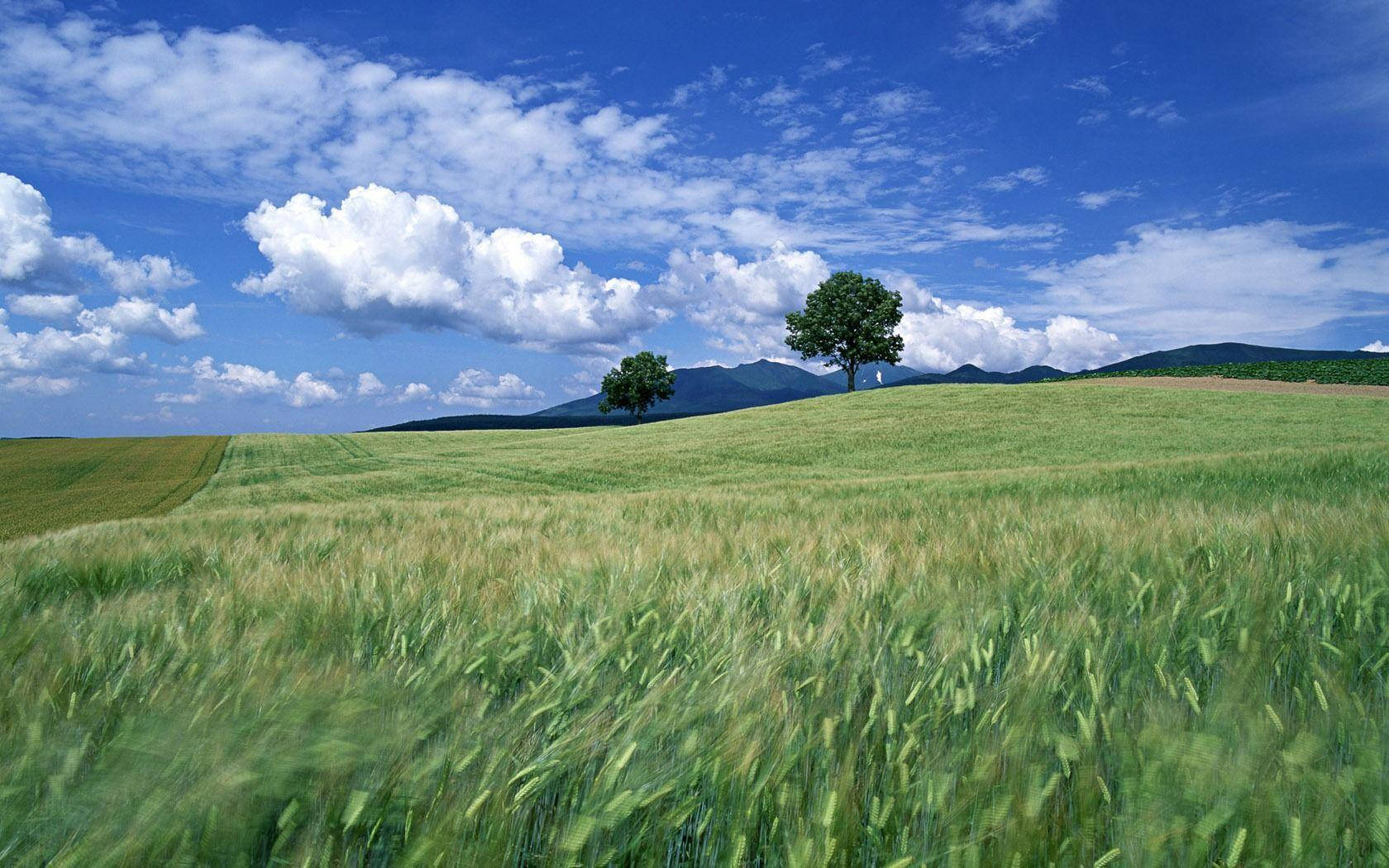 Quiet, green meadow, lone tree, HD Desktop Wallpaper