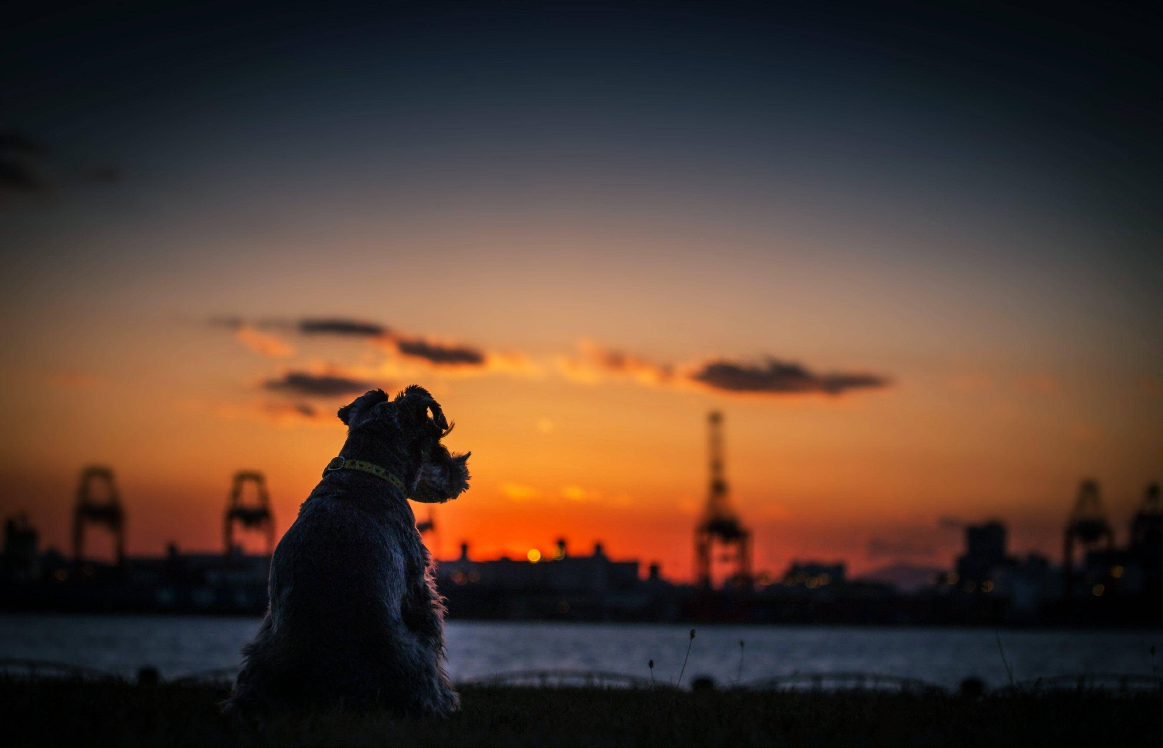 scruffy dog, vibrant orange sunset, harbor, 4K Desktop Wallpaper