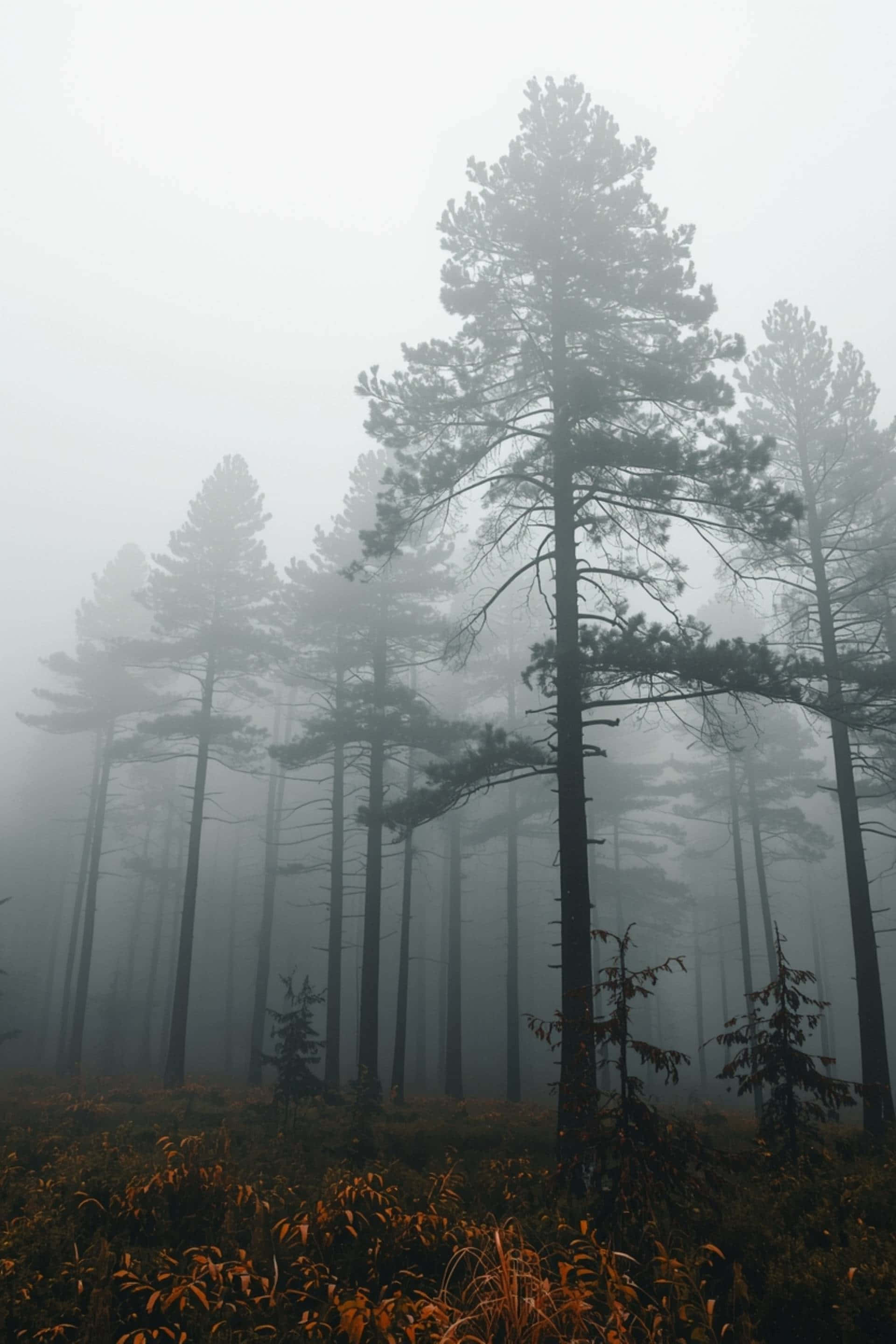 foggy forest, towering pine trees, dense fog, 2K Phone Wallpaper