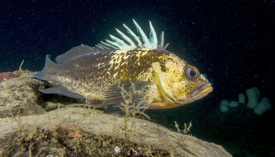 Quillback Rockfish