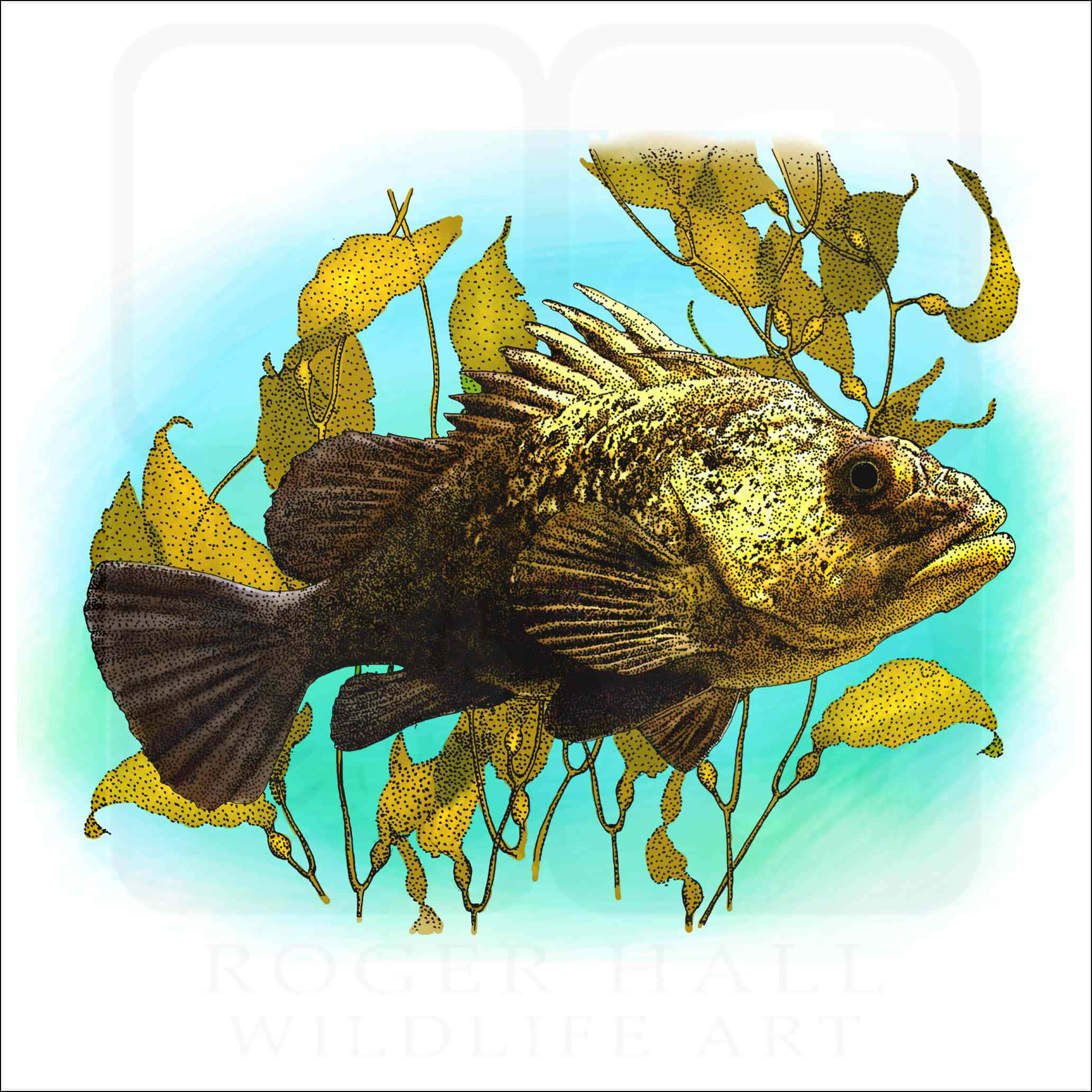 Quillback Rockfish, yellow kelp, soft blue gradient background, Full HD Desktop Wallpaper