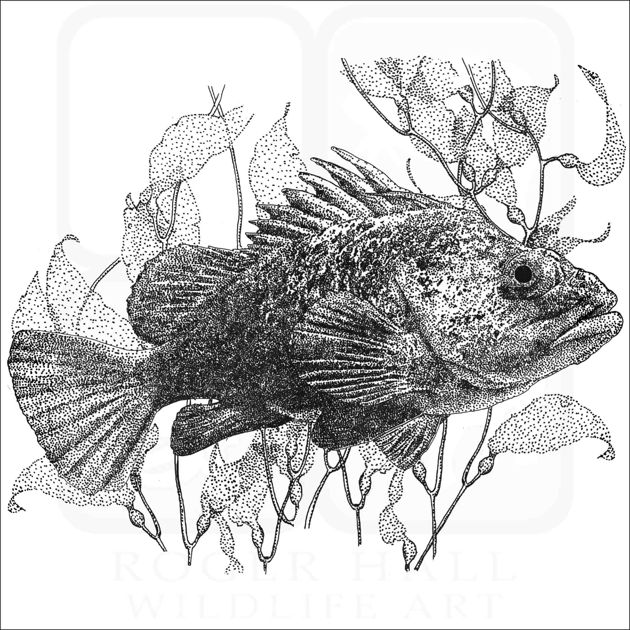 Quillback Rockfish, black and white dotwork illustration, spiky fish, Full HD Desktop Wallpaper