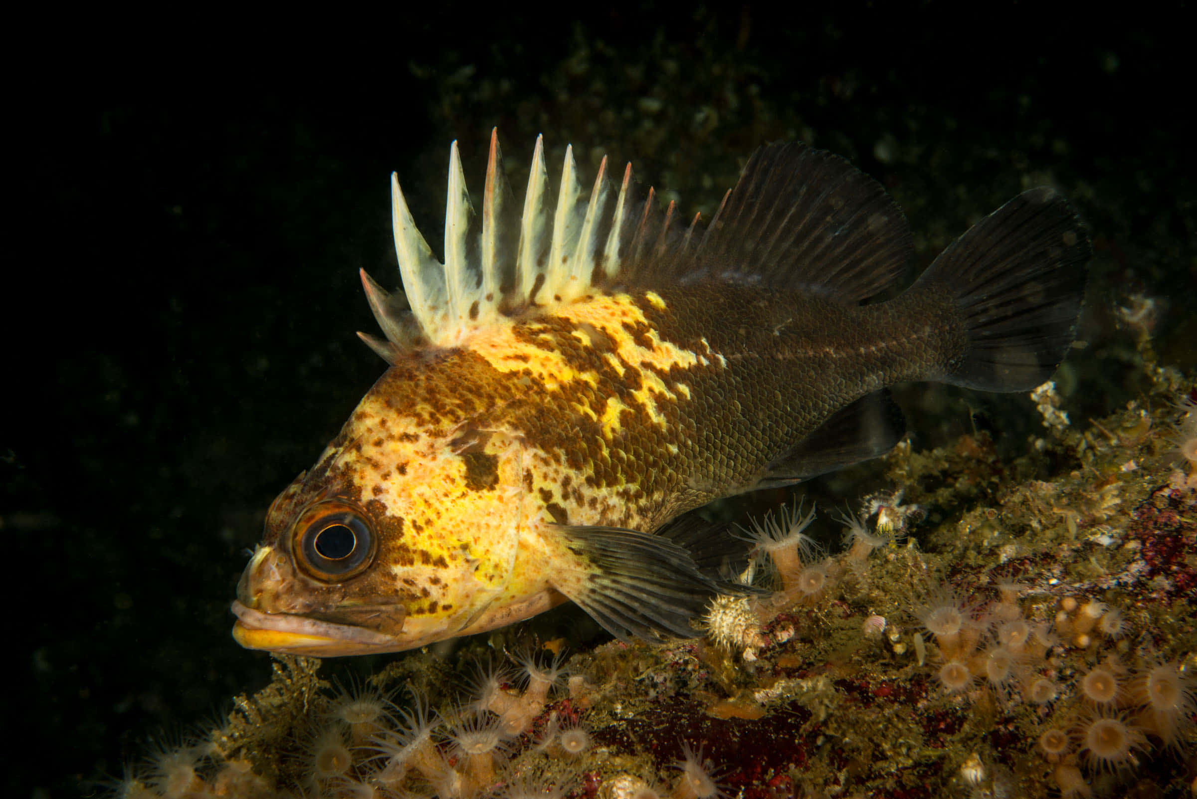 Quillback Rockfish, coral reef, dark water, Full HD Desktop Wallpaper