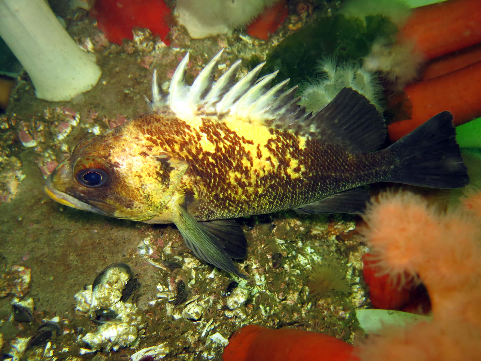 Quillback Rockfish, rocky ocean floor, colorful coral, Full HD Desktop Wallpaper