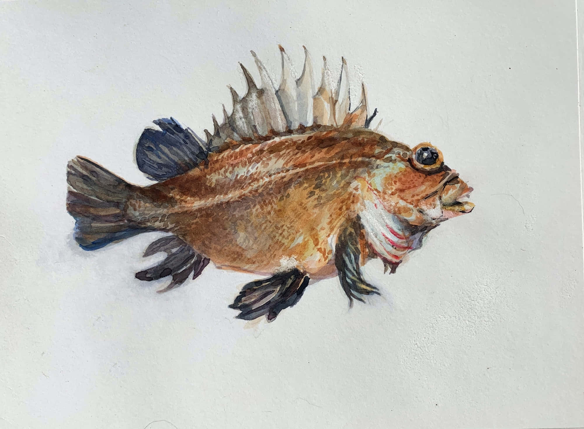 Quillback Rockfish, spiky brown fish, dark fins, Full HD Desktop Wallpaper