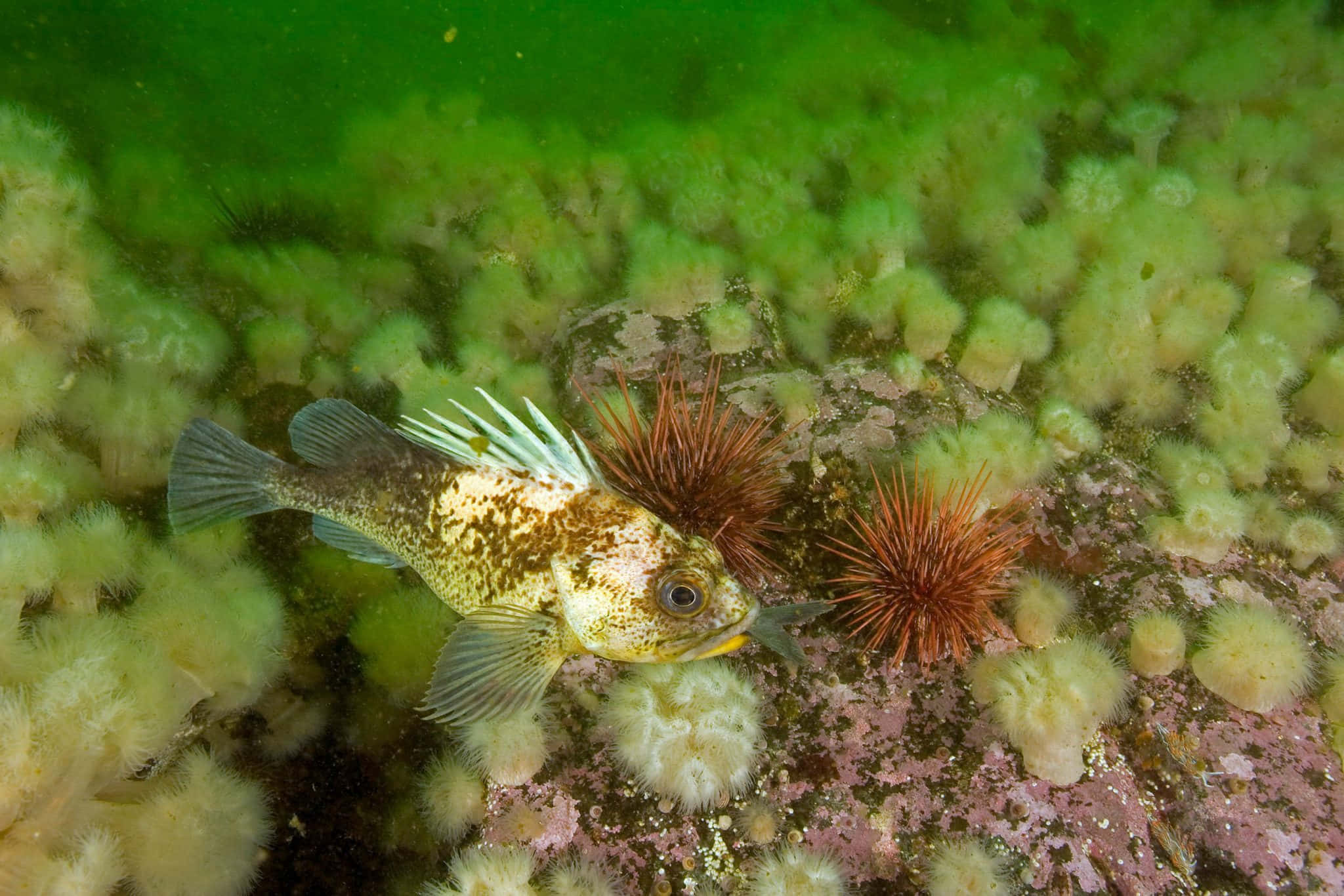 Quillback Rockfish, orange sea urchins, fuzzy green algae, Full HD Desktop Wallpaper