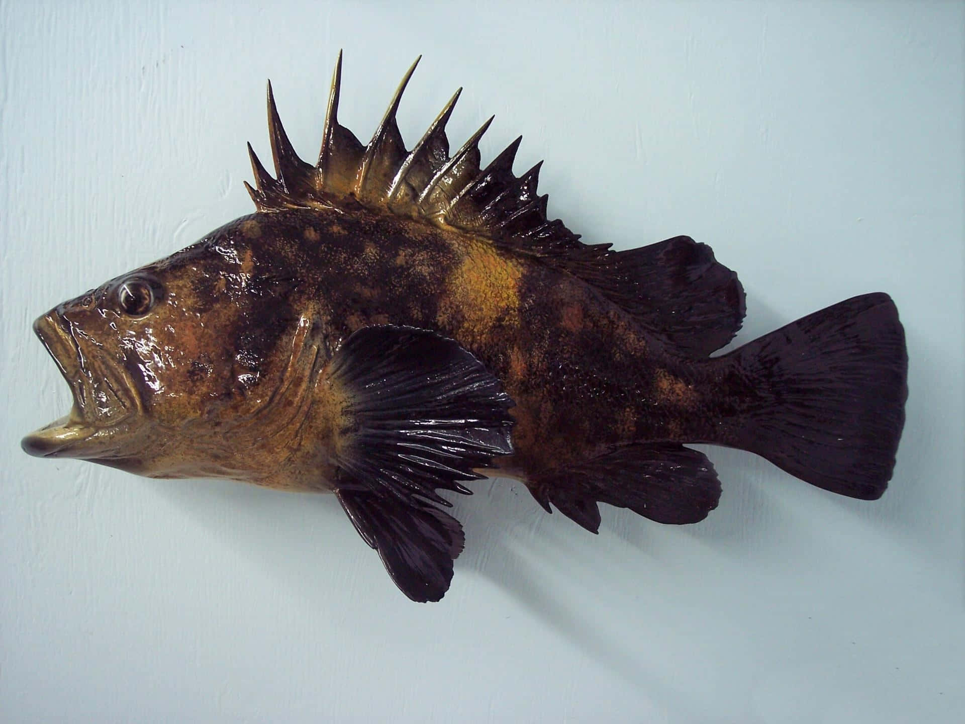 Quillback Rockfish, bronze fish sculpture, spiky dorsal fins, Full HD Desktop Wallpaper