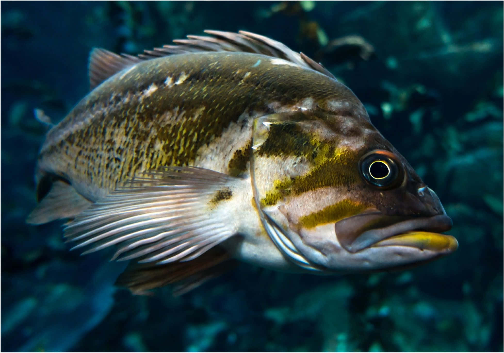 Quillback Rockfish, speckled fish, yellow accents, Full HD Desktop Wallpaper