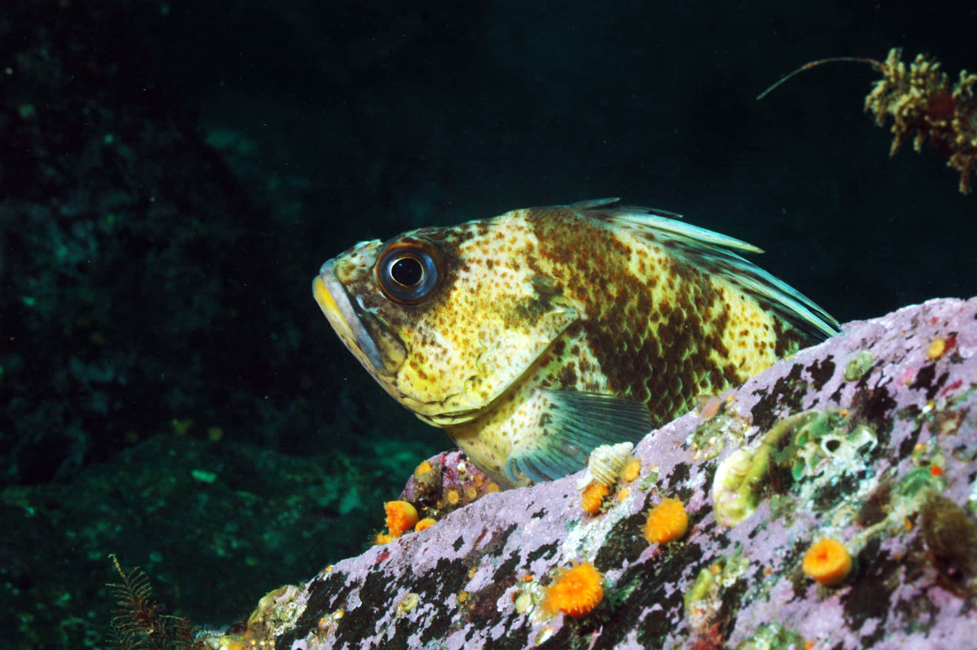 Quillback Rockfish, vibrant purple rock, orange sea anemones, Full HD Desktop Wallpaper