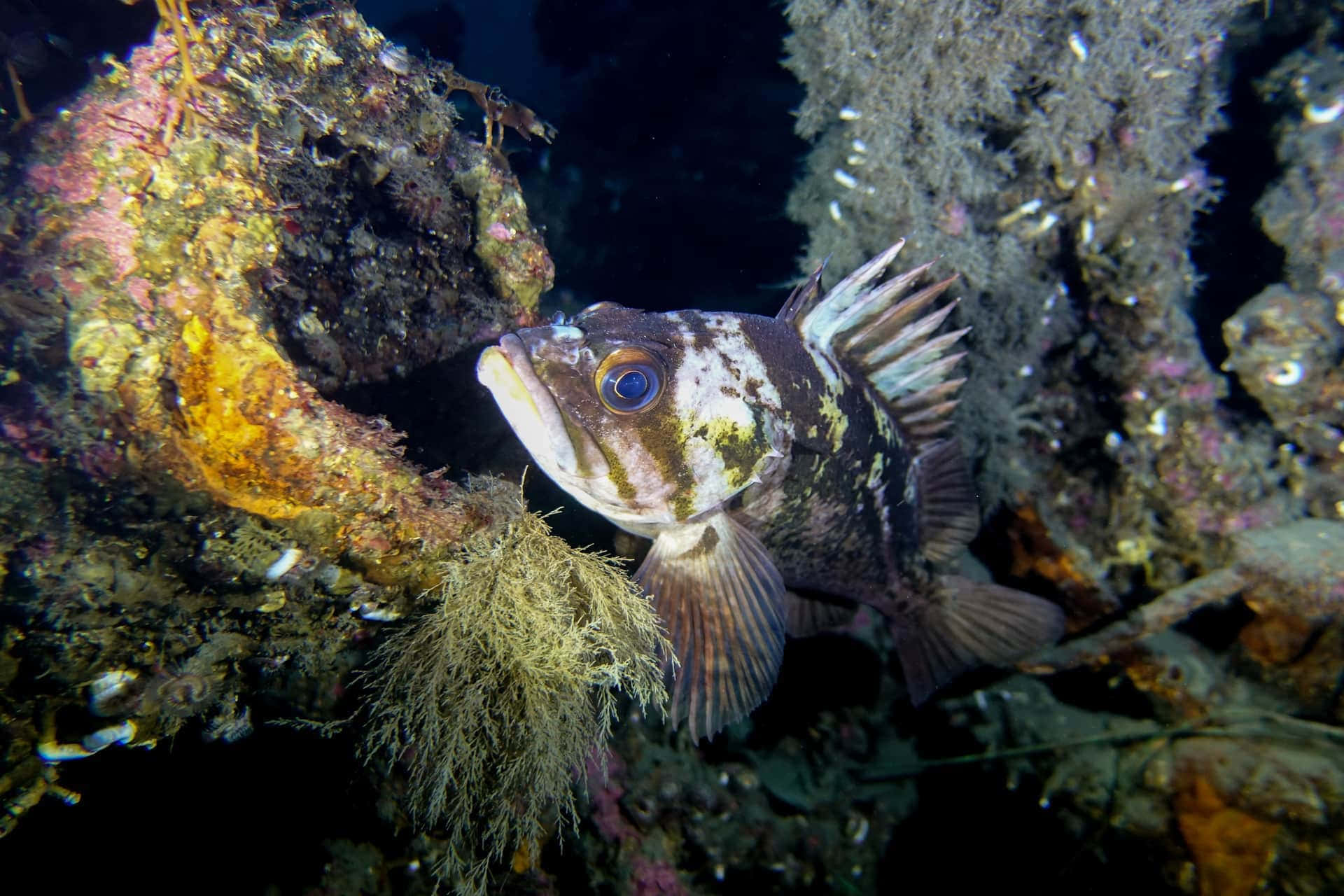 Quillback Rockfish, blue eyes, coral, Full HD Desktop Wallpaper