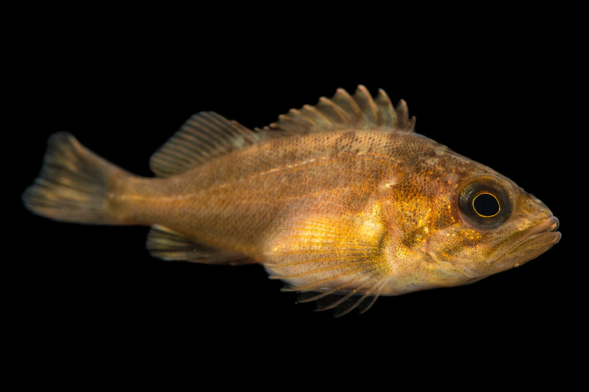 Quillback Rockfish, brown fish, golden highlights, Full HD Desktop Wallpaper