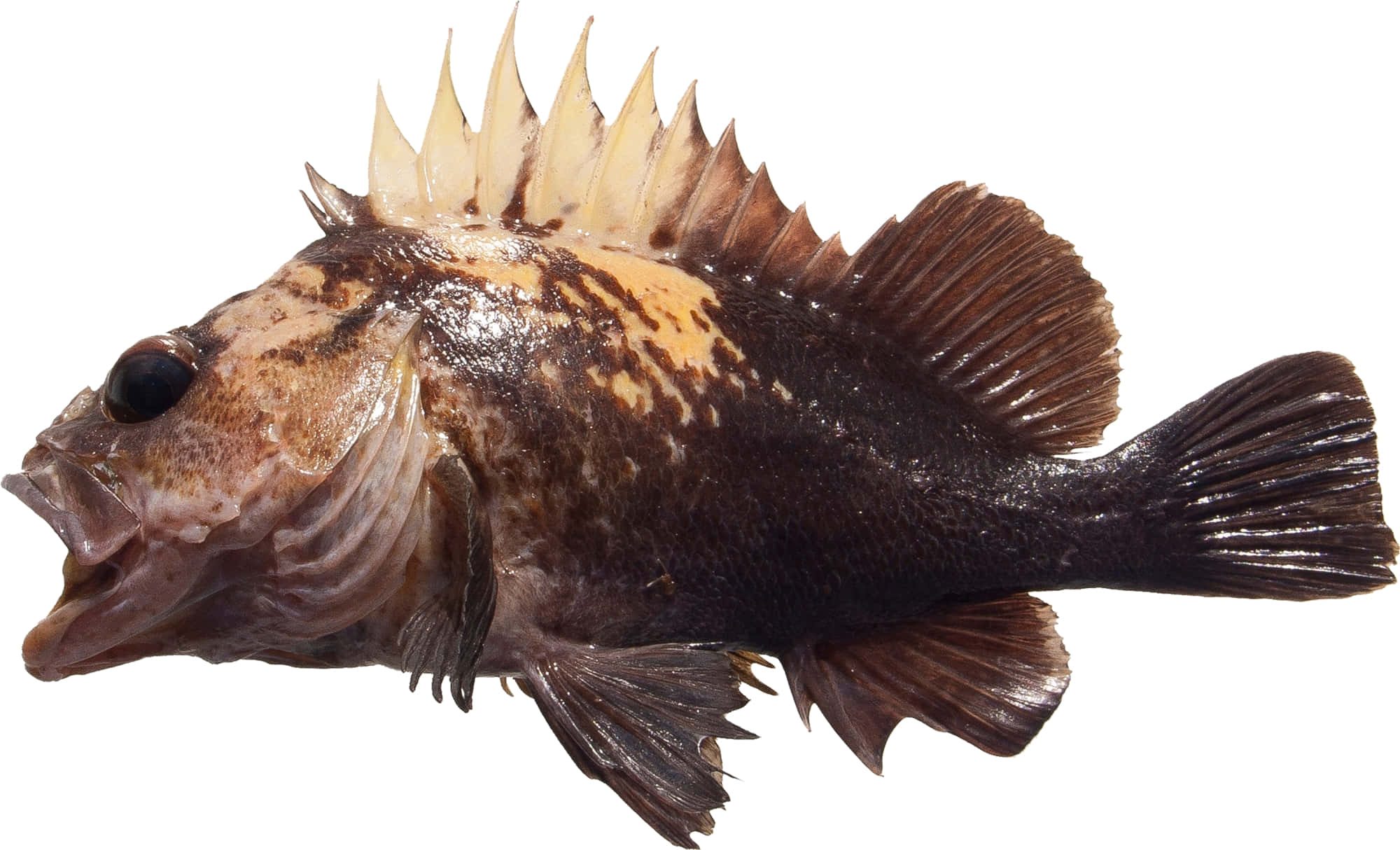 Quillback Rockfish, dark brown, spiky dorsal fins, Full HD Desktop Wallpaper