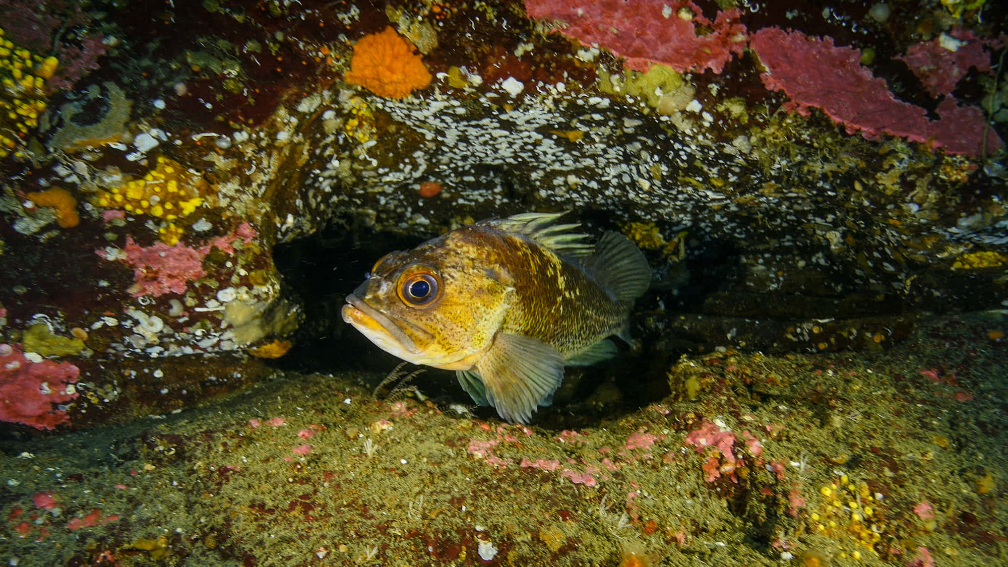 Quillback Rockfish, colorful coral, barnacle-covered rock, Full HD Desktop Wallpaper