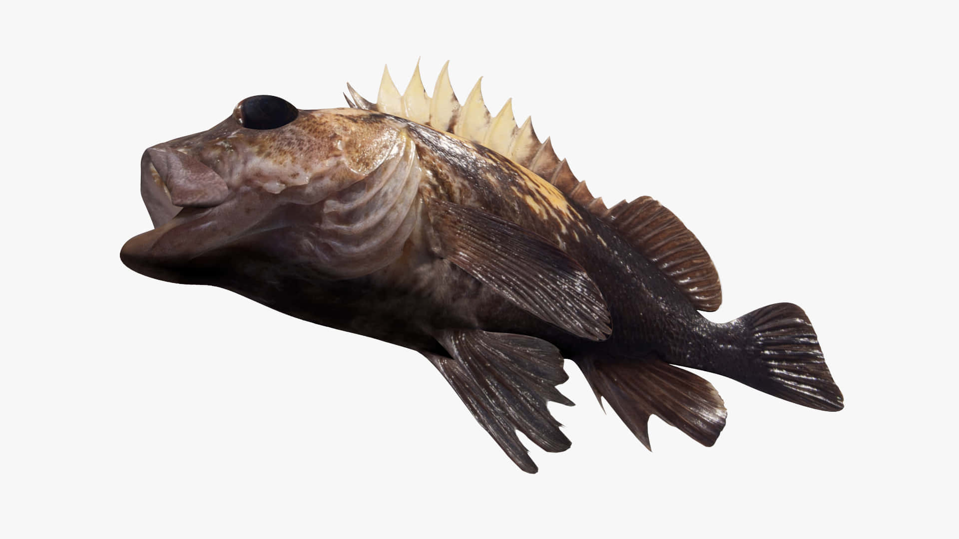Quillback Rockfish, dark mottled scales, prominent spiky dorsal fin, Full HD Desktop Wallpaper
