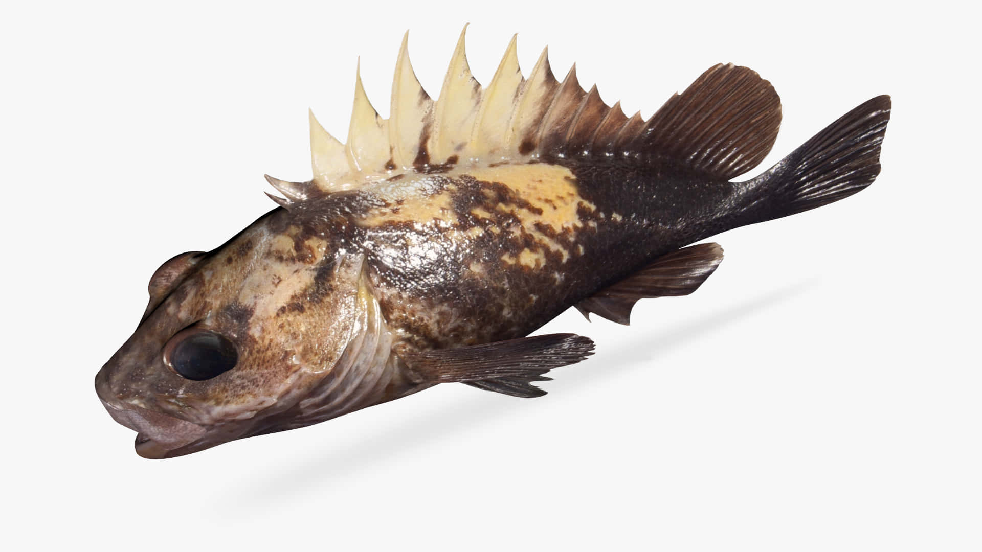 Quillback Rockfish, mottled brown and yellow scales, 3d-render, Full HD Desktop Wallpaper