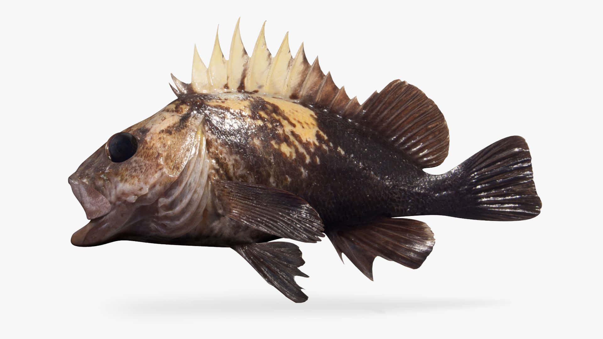 Quillback Rockfish, spiky dorsal fin, mottled brown yellow scales, Full HD Desktop Wallpaper