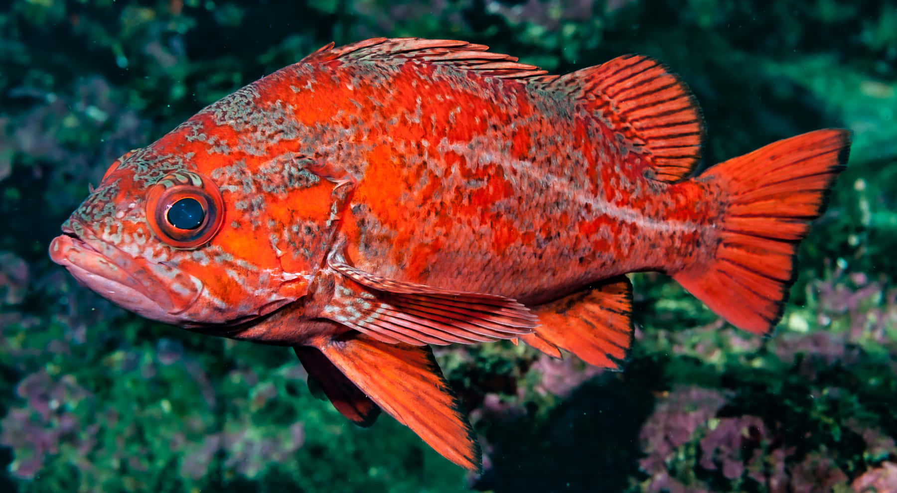 Quillback Rockfish, vibrant orange, speckled patterns, HD Desktop Wallpaper