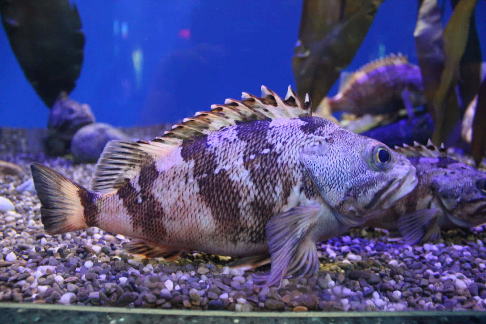 Quillback Rockfish, speckled fish, spiky dorsal fin, HD Desktop Wallpaper