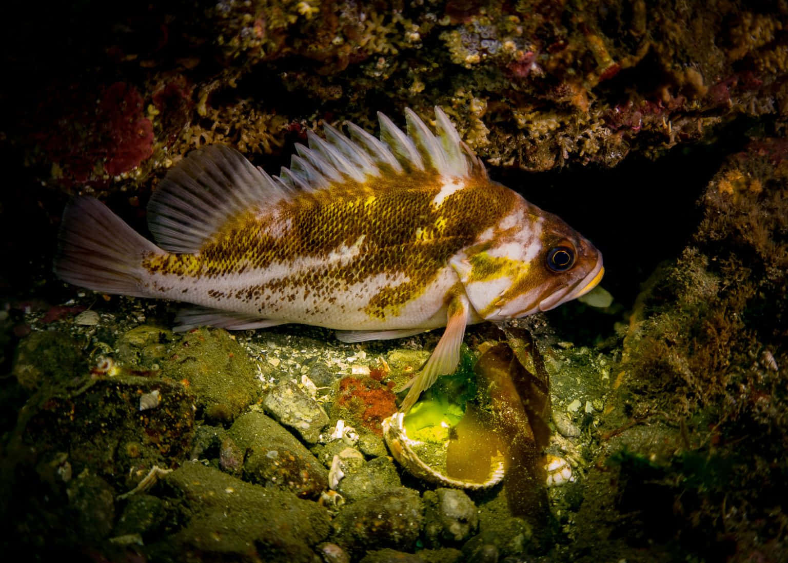 Quillback Rockfish, mossy rocks, seaweed, HD Desktop Wallpaper