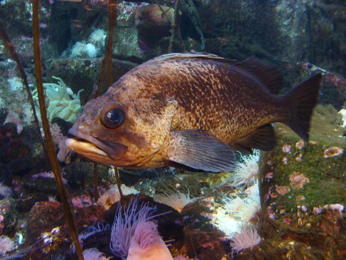 Quillback Rockfish, brown speckled fish, colorful sea anemones, SD Desktop Wallpaper