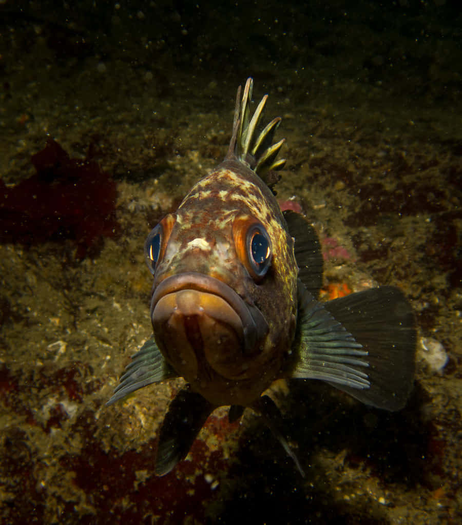 Quillback Rockfish, underwater, rocky seabed, SD Phone Wallpaper