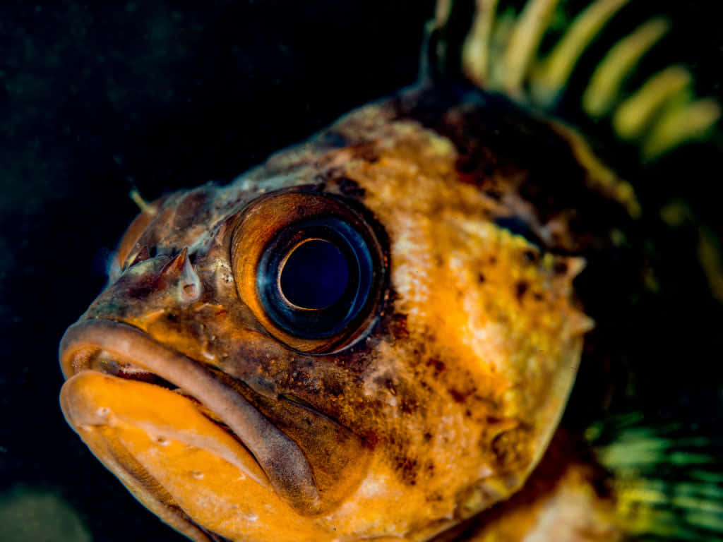 Quillback Rockfish, large dark eye, orange textured skin, SD Desktop Wallpaper