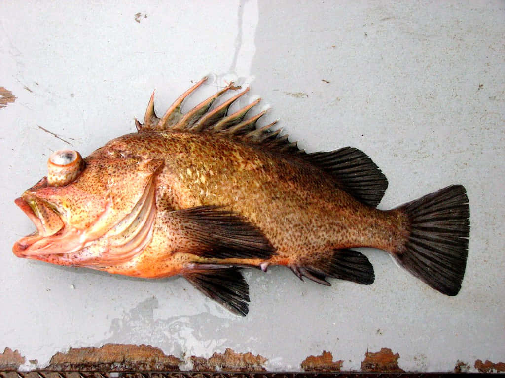 Quillback Rockfish, spiky dorsal fins, weathered white surface, SD Desktop Wallpaper