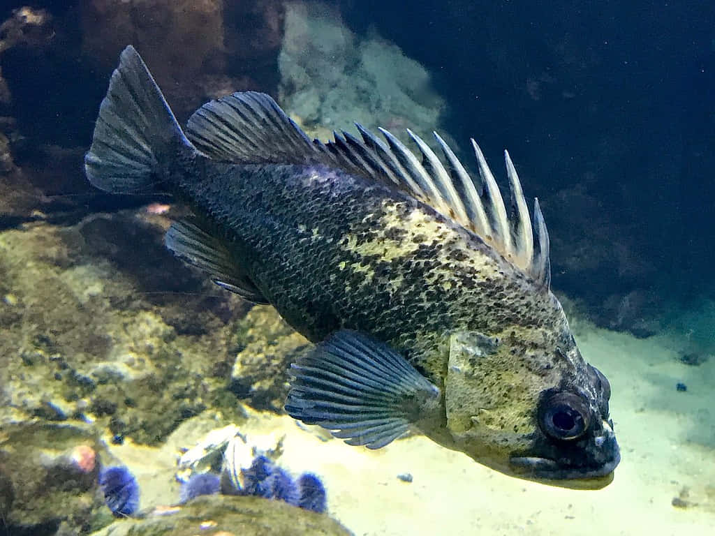 Quillback Rockfish, deep sea, rocky ocean floor, SD Desktop Wallpaper