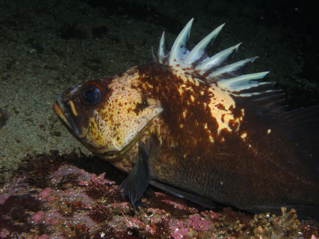 Quillback Rockfish, brown and white mottled scales, colorful coral reef, SD Desktop Wallpaper