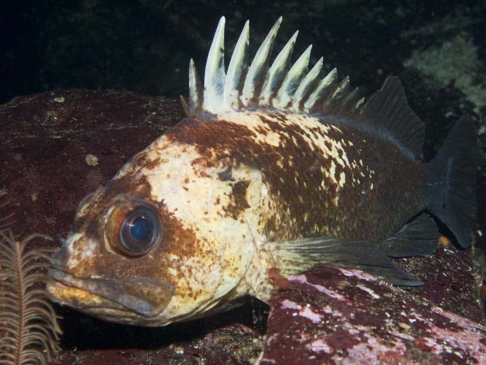 Quillback Rockfish, spiky fish, mottled brown and white scales, SD Desktop Wallpaper