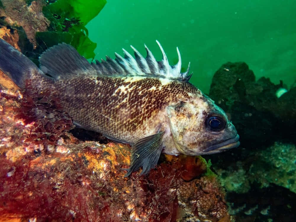 Quillback Rockfish, mottled brown scales, vibrant coral reef, SD Desktop Wallpaper