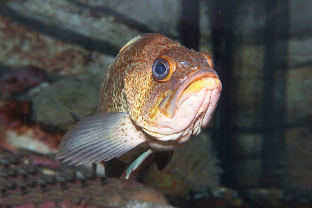 Quillback Rockfish, brown speckled fish, large blue eye, SD Desktop Wallpaper
