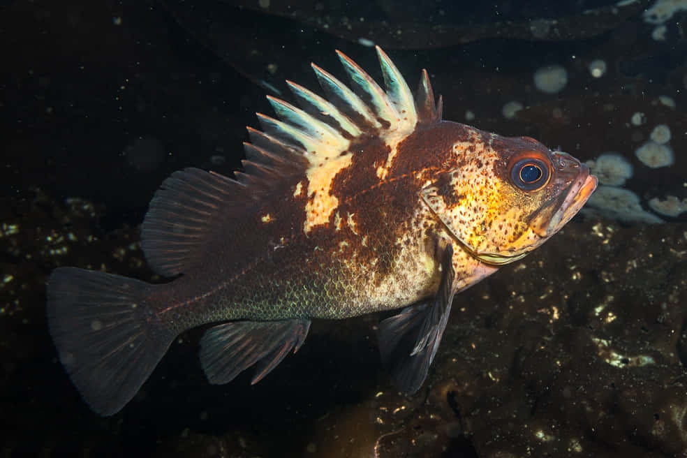 Quillback Rockfish, spiky dorsal fins, underwater light, SD Desktop Wallpaper