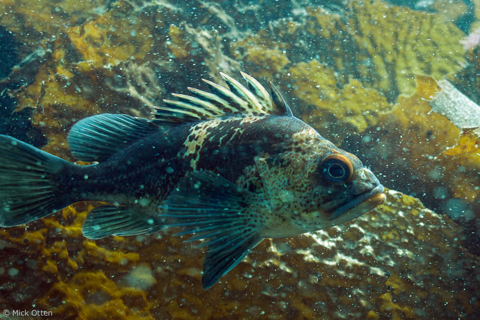 Quillback Rockfish, spiky fins, yellow kelp, SD Desktop Wallpaper