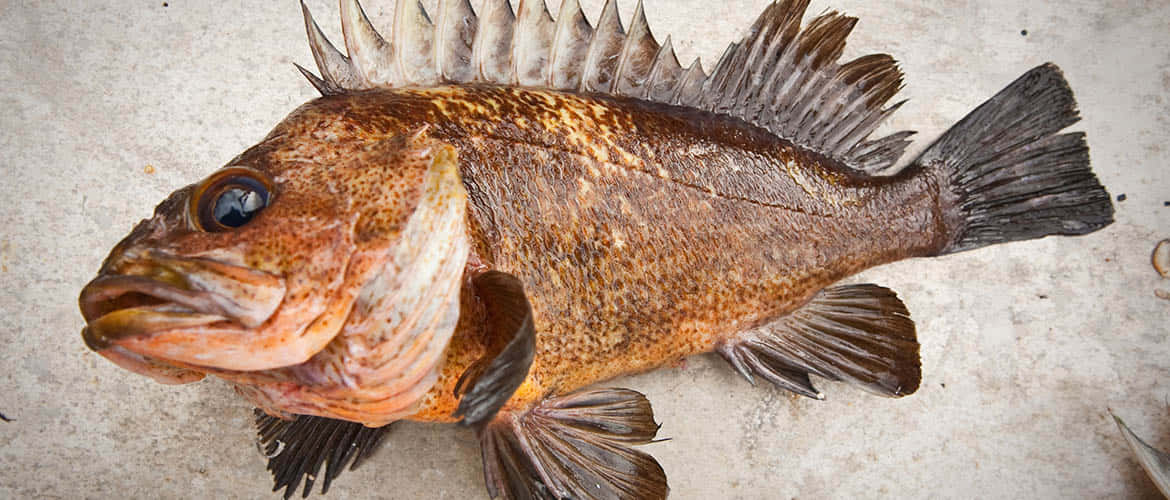 Quillback Rockfish, speckled brown, spiky dorsal fins, SD Desktop Wallpaper