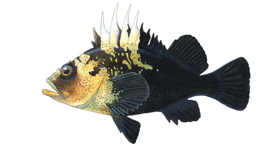 Quillback Rockfish, black and gold, spiky dorsal fins, SD Desktop Wallpaper