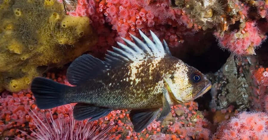 Quillback Rockfish, underwater habitat, vibrant pink coral, SD Desktop Wallpaper