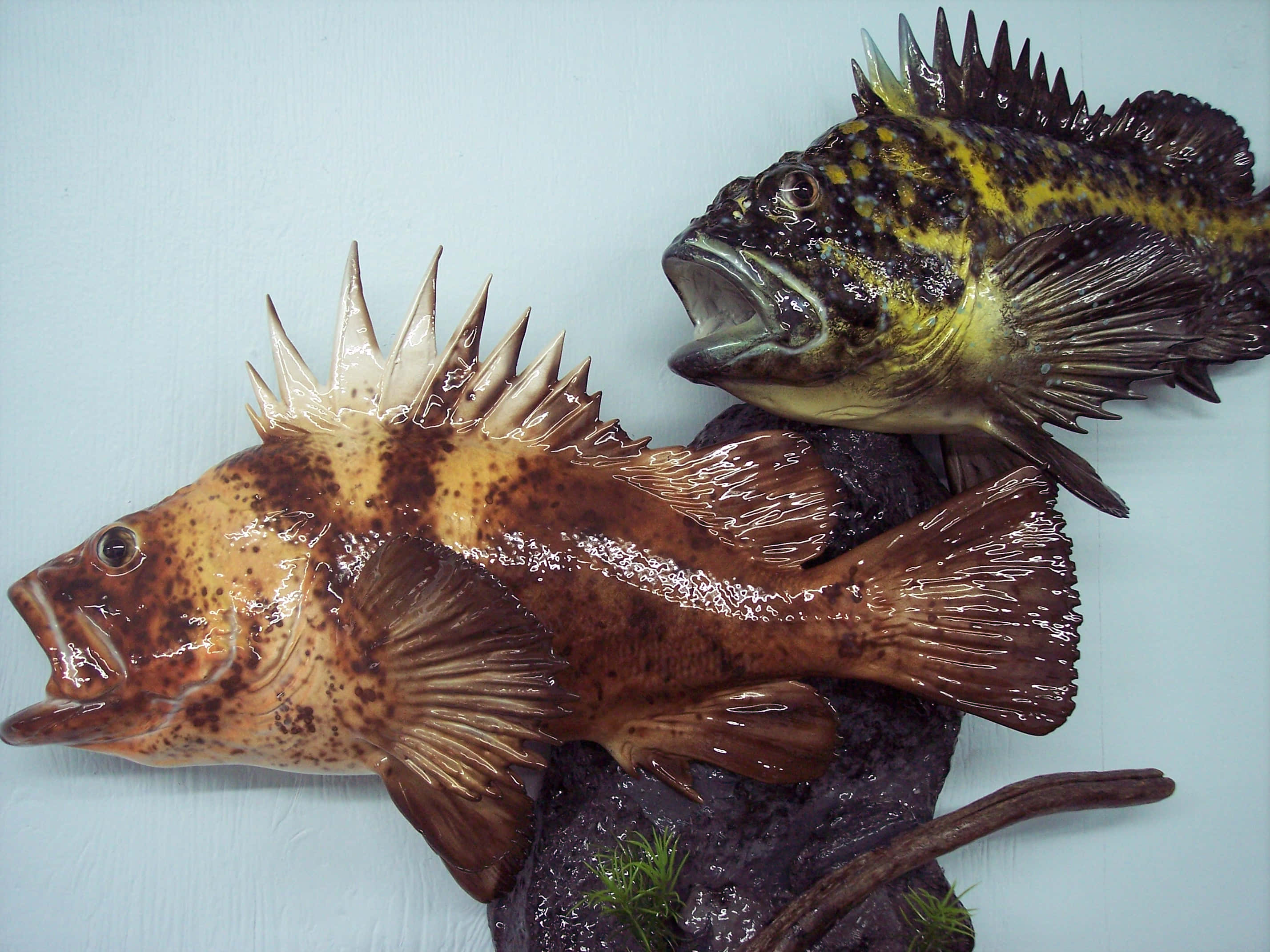 Quillback Rockfish, spiky dorsal fins, open mouths, 2K Desktop Wallpaper