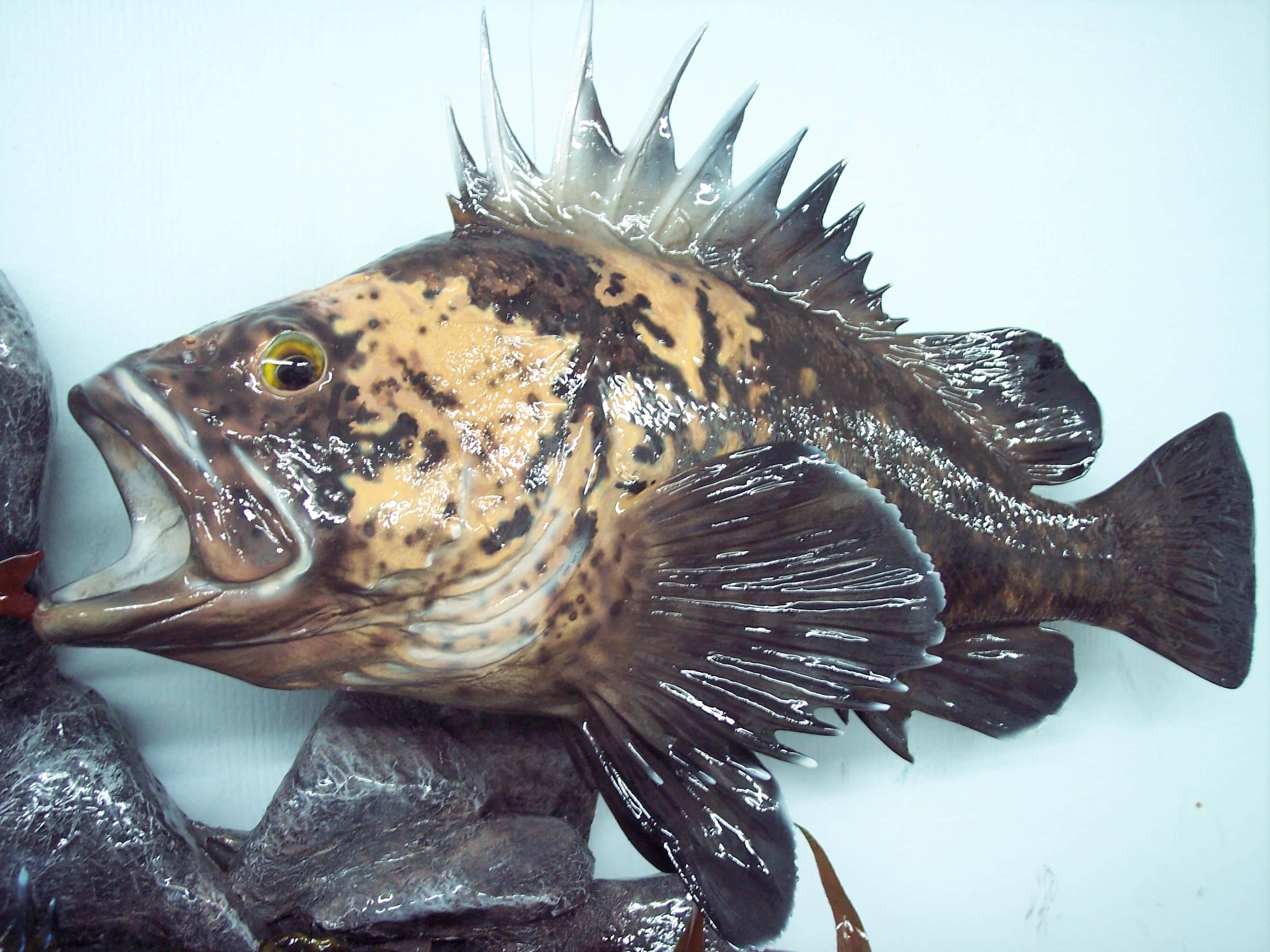 Quillback Rockfish, speckled fish, sharp dorsal spines, 2K Desktop Wallpaper