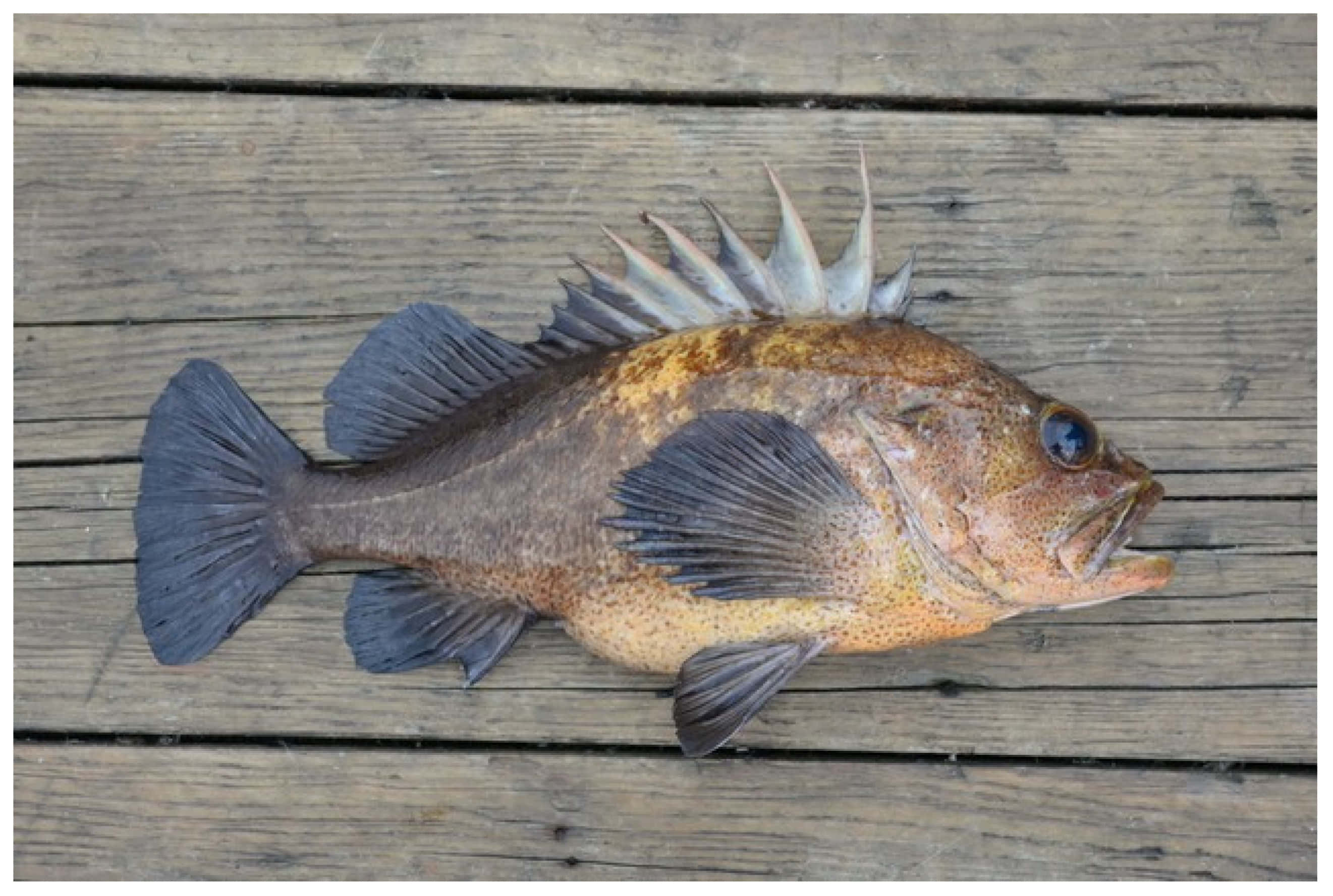 Quillback Rockfish, wooden deck, orange and brown scales, 2K Desktop Wallpaper
