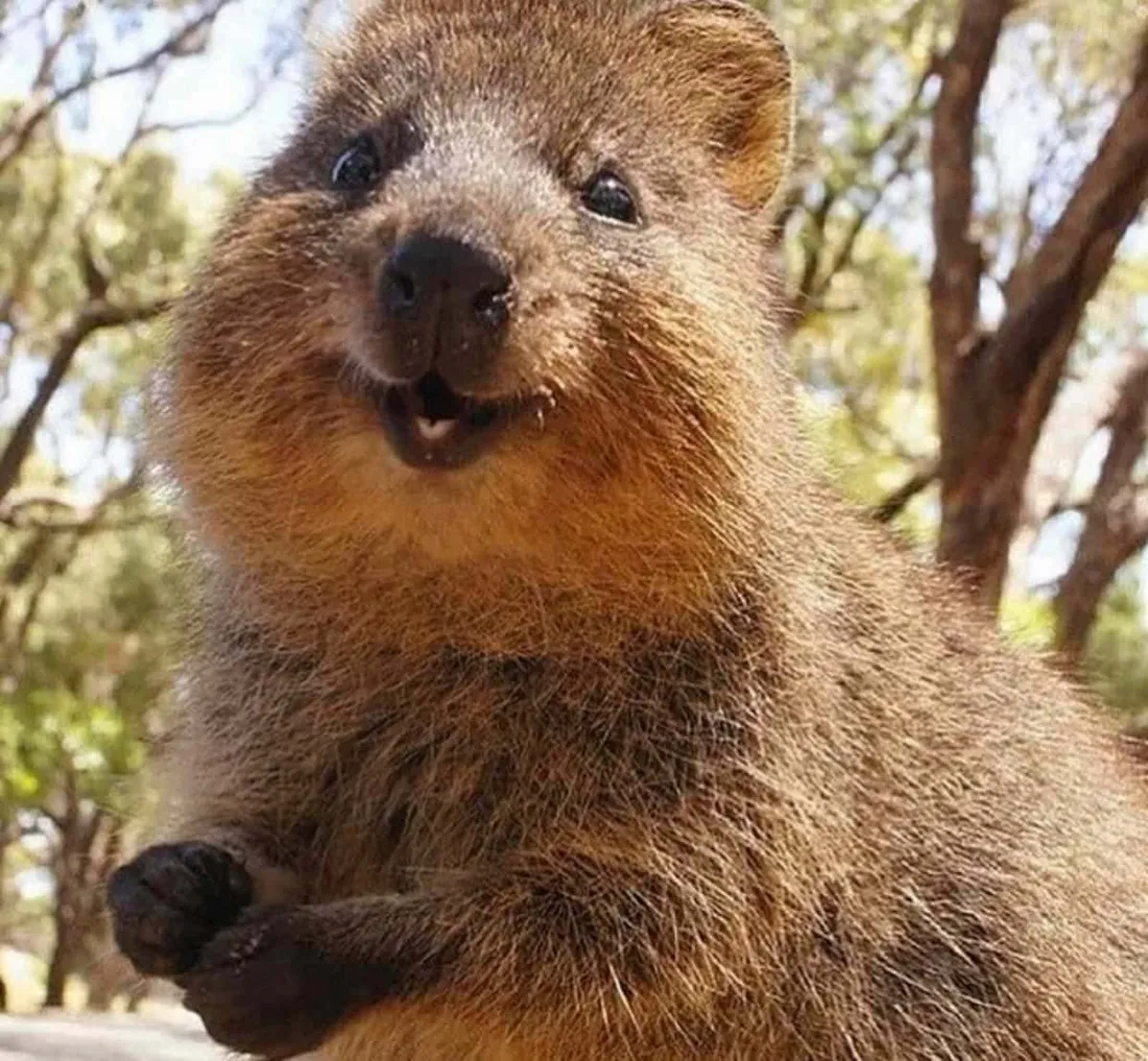 Quokka Wallpapers