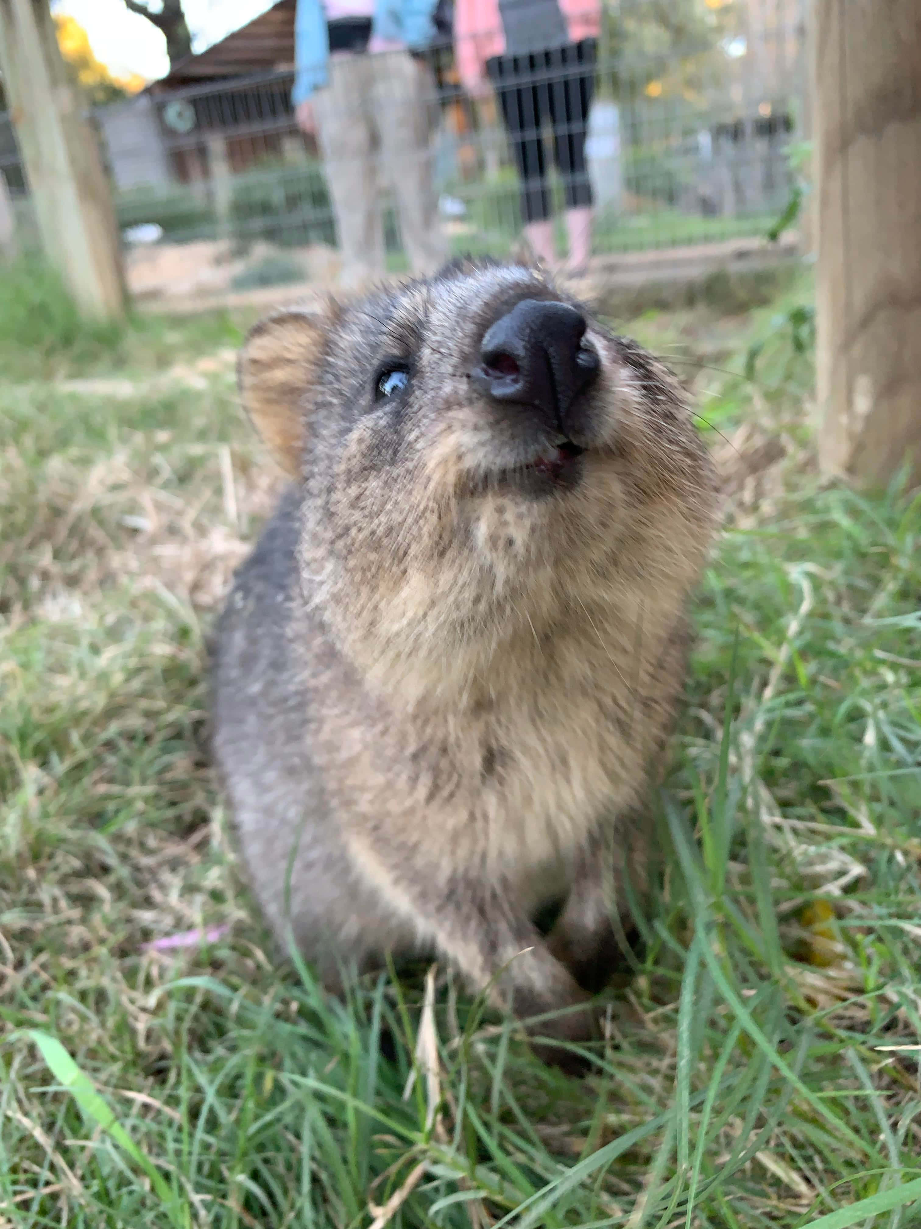 quokka, green grass, fenced outdoor enclosure, 4K Phone Wallpaper