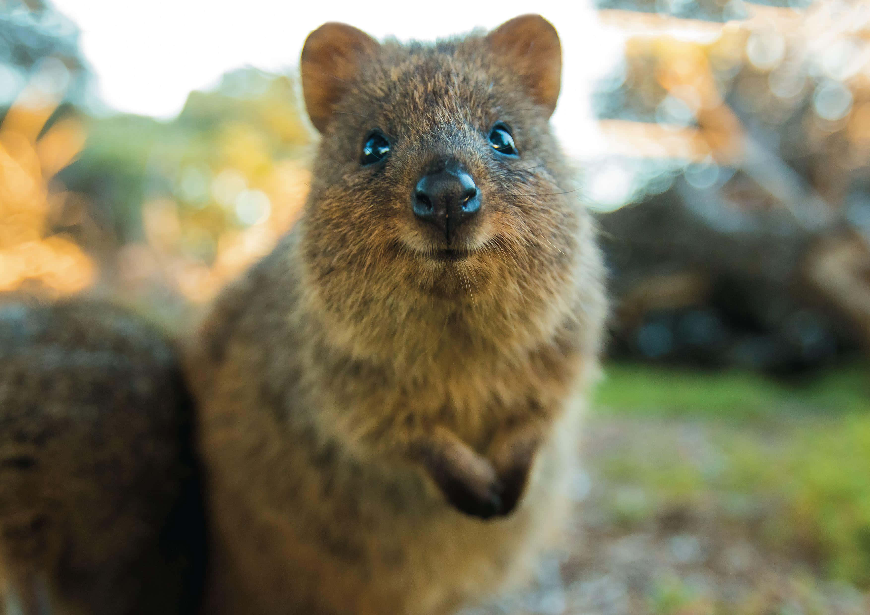 quokka, bright blue eyes, brown fur, 2K Desktop Wallpaper