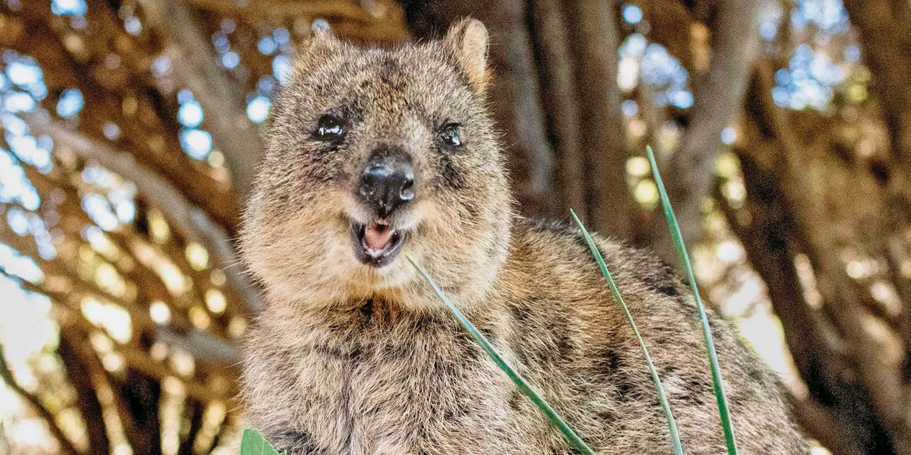 quokka, smiling, mouth open, 2K Desktop Wallpaper