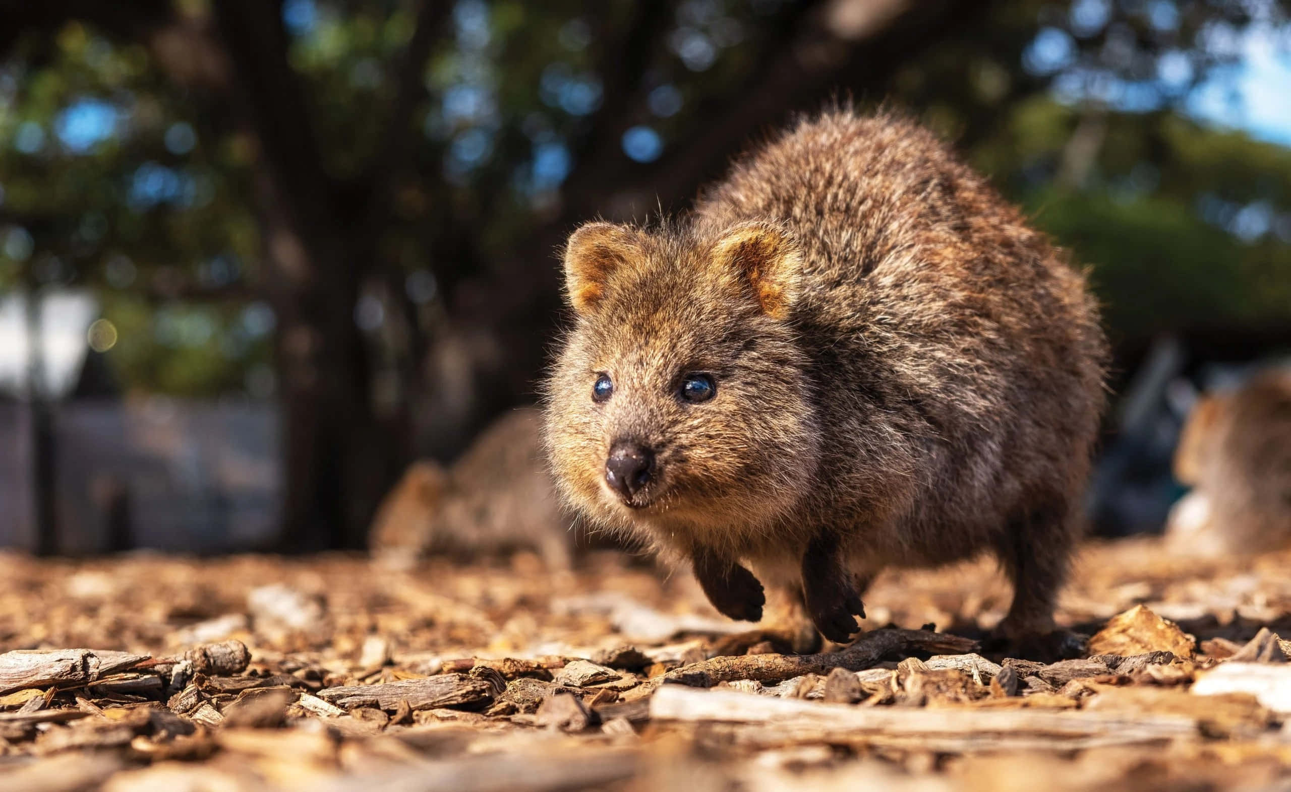 quokka, bright blue eyes, wood chips, 2K Desktop Wallpaper