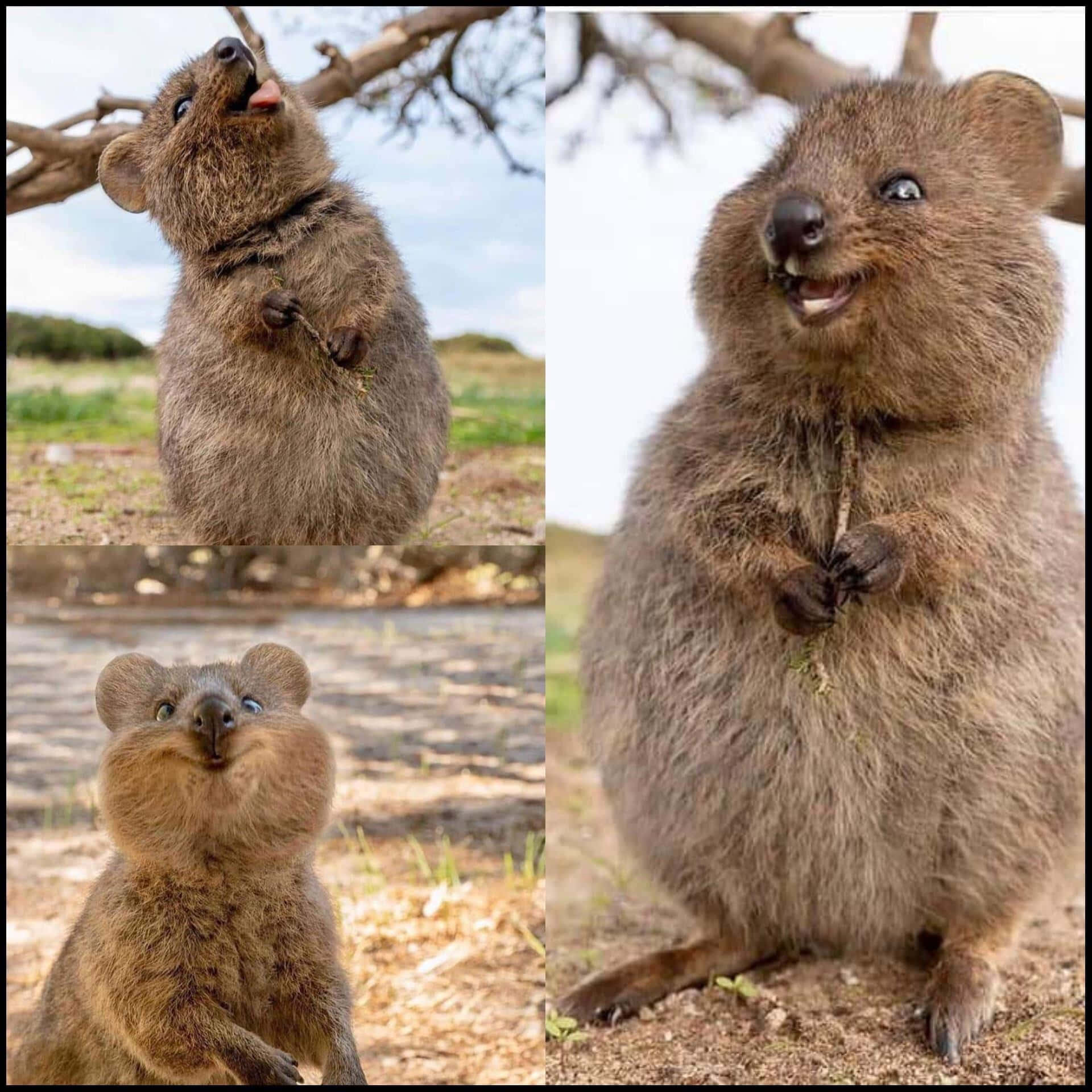 Quokka, collage, expressions, Full HD Desktop Wallpaper